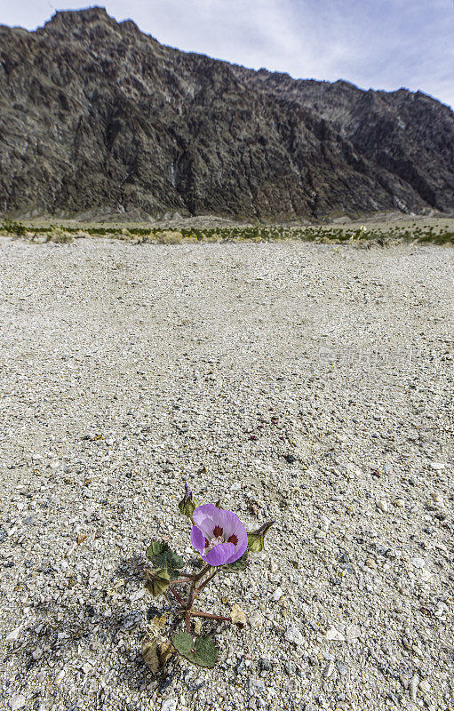 Eremalche rotundifolia，沙漠五斑，是Malvaceae科的开花植物，原产于美国西南部的莫哈韦沙漠和科罗拉多沙漠，在加利福尼亚州的死亡谷国家公园发现。